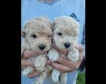 Maltipoo prelepi stenci